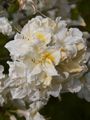 Rhododendron Silver Slipper Azalia